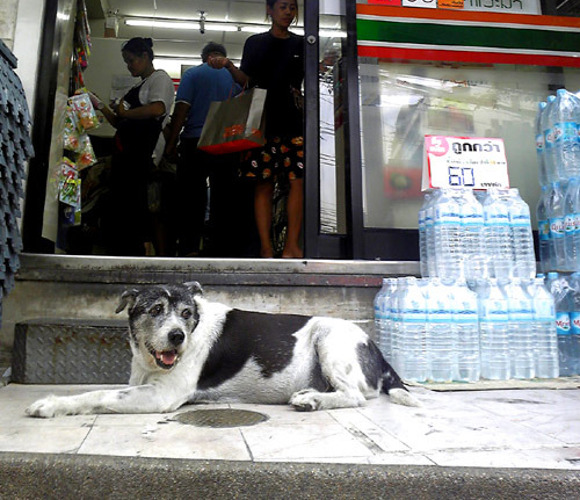 Stray dogs head to convenience stores in Thailand, receive free rabies shots and flea care
