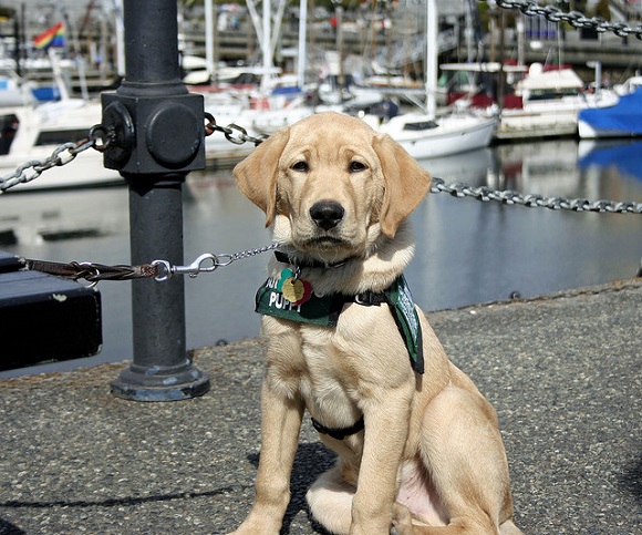 guide dog 2