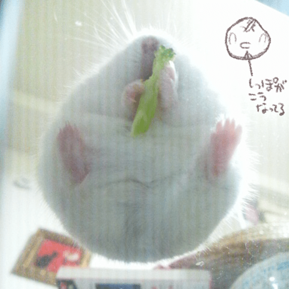 Belly photos from underneath are the next big trend in hamster cuteness