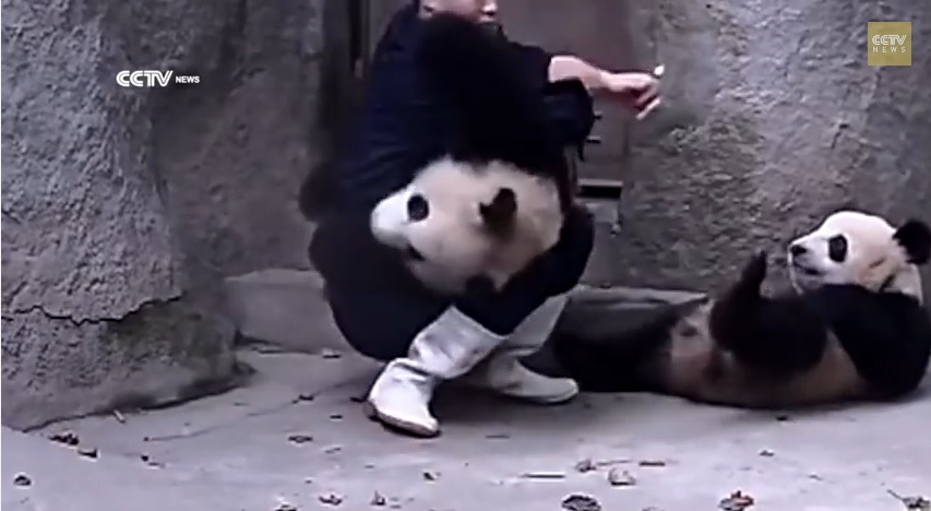 Video of guy giving pandas medicine is insanely cute, unless you’re the ...