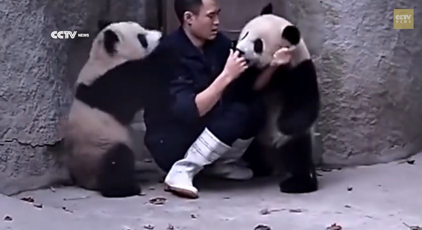 Video of guy giving pandas medicine is insanely cute, unless you’re the ...