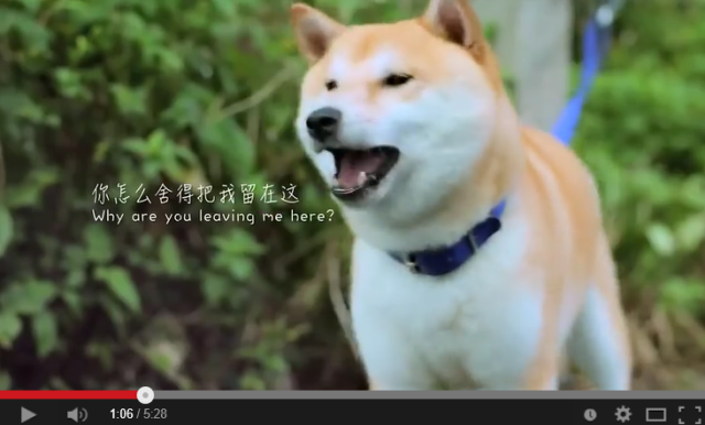 Does this video about an abandoned dog leave you wiping your eyes or shaking your fist?