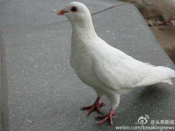 Amid ongoing protests in Hong Kong, Chinese officials look for terrorists… in bird rectums