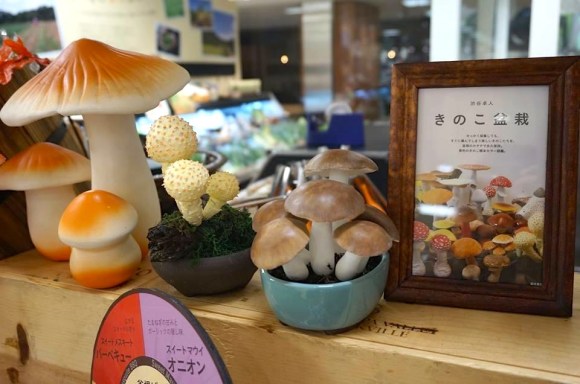 takuto shibuya mushroom kinoko bonsai display Oisix