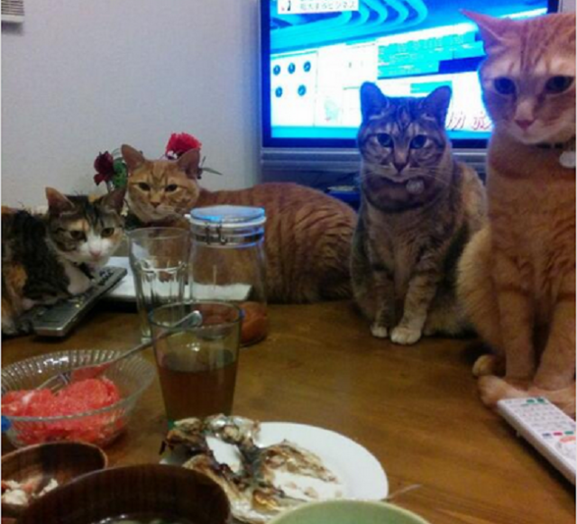 【Post-holiday Kickstart】Cats surround grilled fish in ambush attack