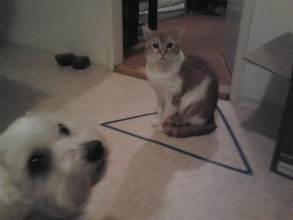 Circle did not work. Triangle, however, did. - Imgur