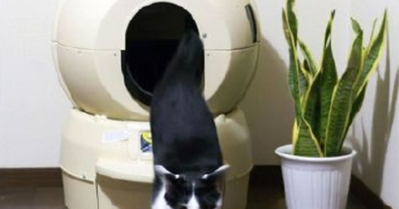 cat toilet robot