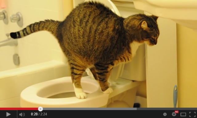 Japanese cats show the world what they can do: poop in (and flush!) the toilet【Videos】