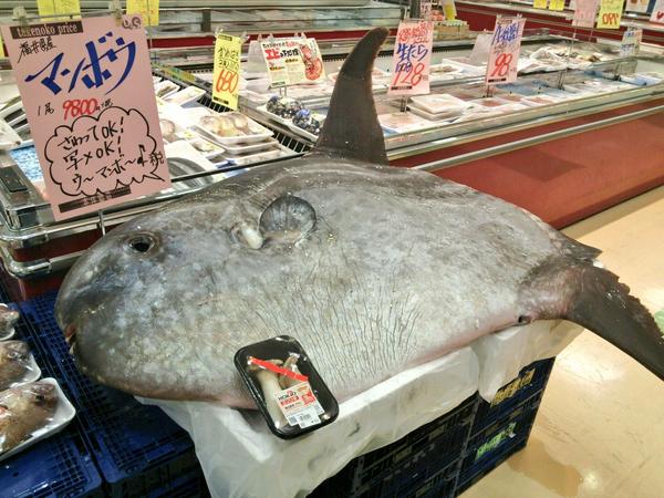 sun fish market