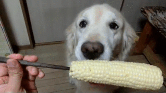 We can’t stop watching this dog eat corn on the cob