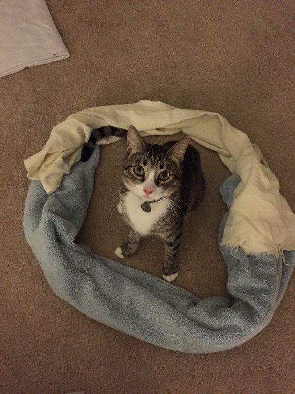 Flapjack the Cat in a Circle - Imgur