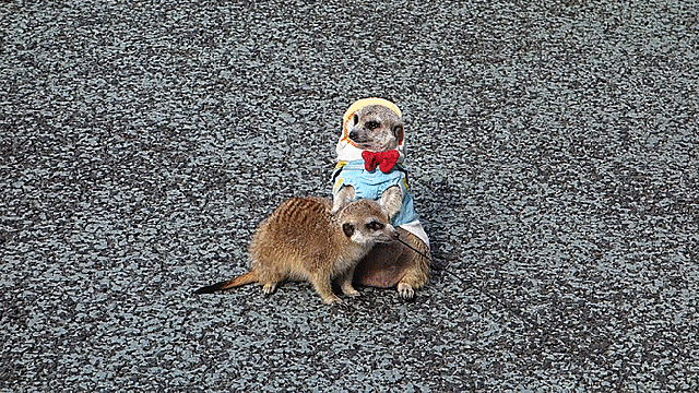 Meerkats draw large crowds as they play in the streets of Ginza