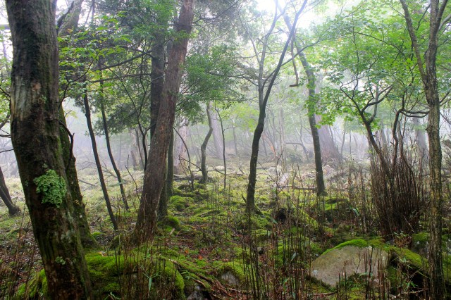 Kirishima Geopark: Trekking through a bonsai forest in the clouds 【Photos】