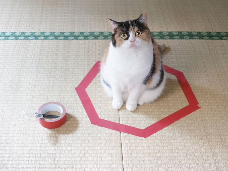Cats trapped in circles! Japanese blogger shows the best way to
outsmart your kitty【Photos】