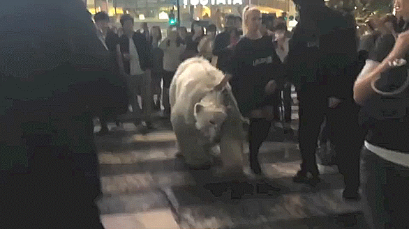 “Beautiful foreigner walking a polar bear” spotted at Shibuya’s famous crossing