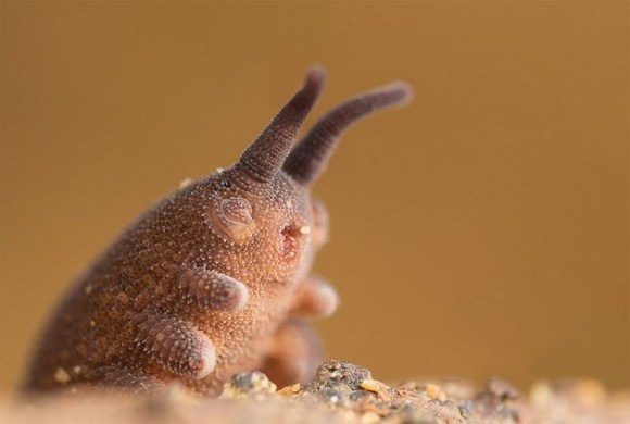 Rare Catbus-esque worm takes its name after Ghibli's Totoro