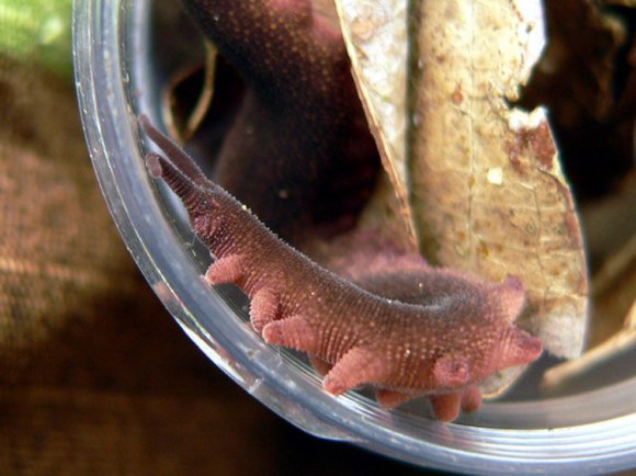 Rare Catbus-esque worm takes its name after Ghibli's Totoro2