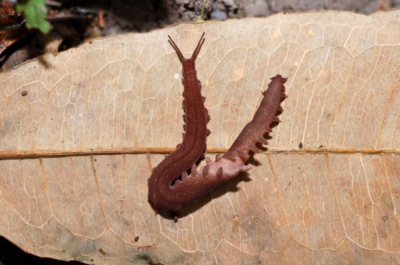 Rare Catbus-esque worm takes its name after Ghibli's Totoro3