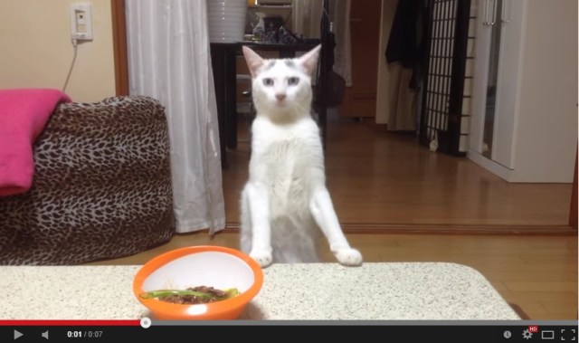 Gripping footage of a cat walking backwards on two legs is today’s must-see cat video