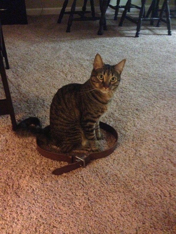 The cat circle works, stayed in here for 5 minutes. - Imgur