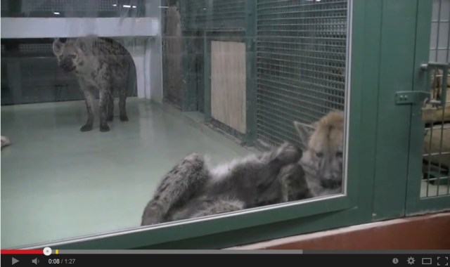 Maruyama Zoo tries to mate two spotted hyenas for four years, recently learns both are males