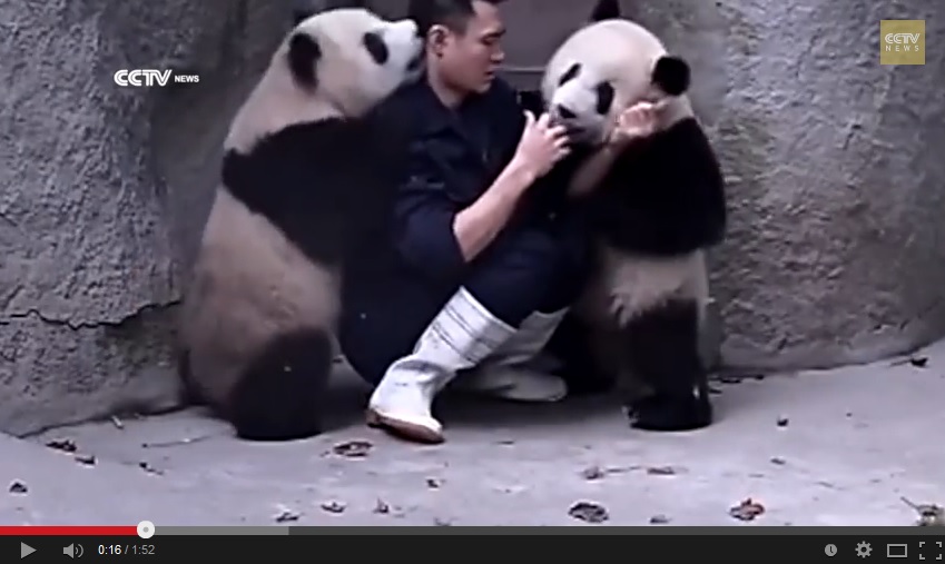 Video of guy giving pandas medicine is insanely cute, unless you’re the ...