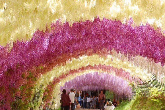 Fukuoka’s “Wisteria Tunnel” delights visitors with pretty pastel petals