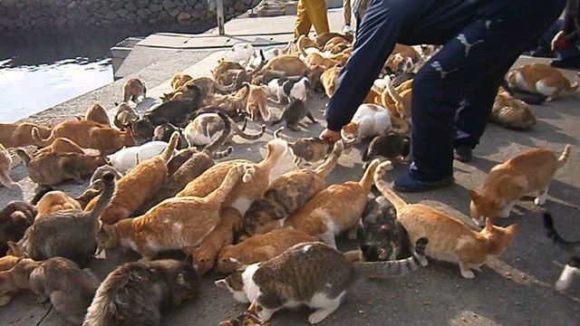 Japan's “cat island” Aoshima is being overwhelmed by tourists