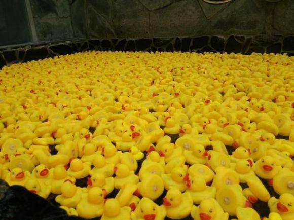 Public baths in Japan add some extra fun with hundreds of rubber duckies |  SoraNews24 -Japan News-