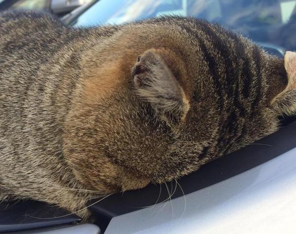 Cat spotted seemingly being sucked face-first into car