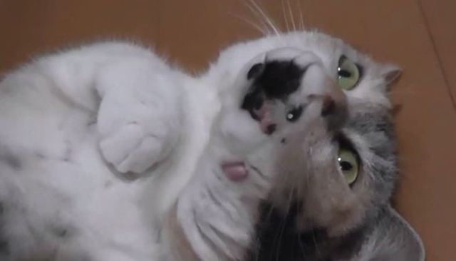 Has this cat’s soul been stolen, or is this just another example of cats being weird? 【Video】