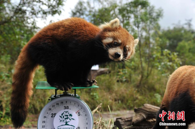 Endangered critters in China get health check, diagnosed with acute cuteness 【Photos】