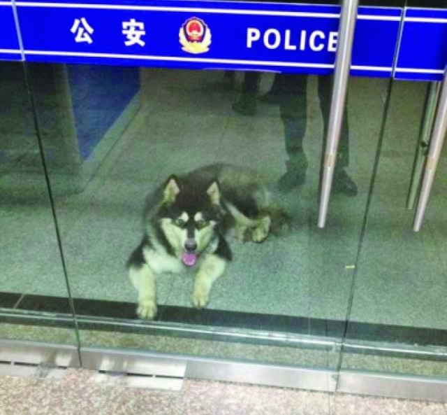 Lost dog appears to turn itself in to local police, recruit their help with finding its owner