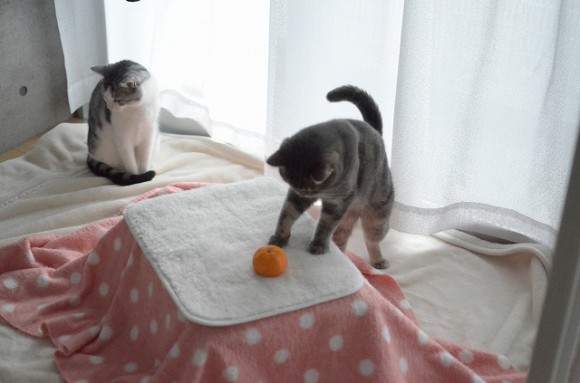 Doting owner builds cosy kotatsu for cats, faces the sting of feline rejection【Photos】