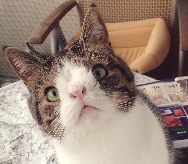 We think he’s purr-fect! Meet Monty, the cat born without a nose bone【Photos】