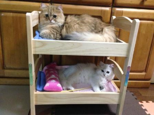 bunk beds for cats