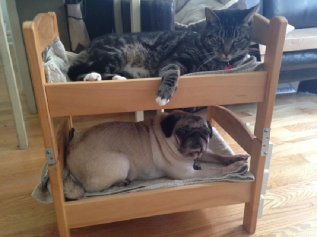 bunk beds for cats