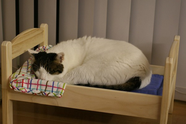 ikea cat bed
