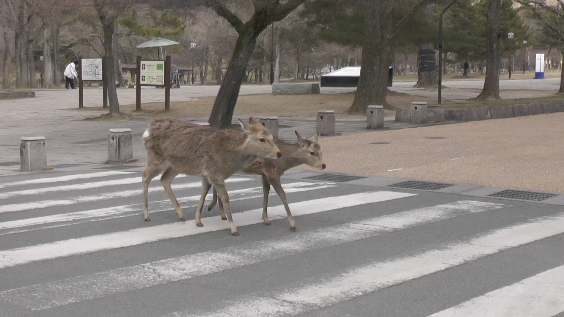NW_Deer_in_Japan_are_30_07