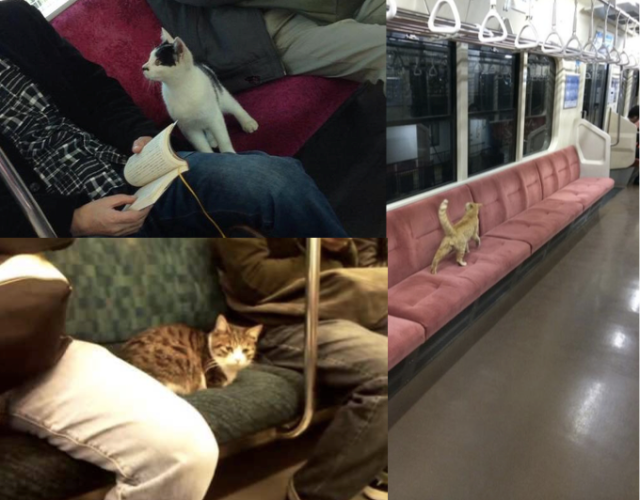 Just a bunch of adorable cats riding on trains in Japan
