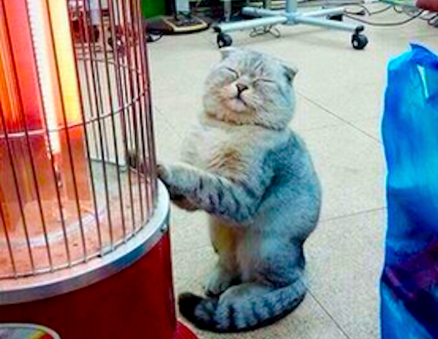 Cute cat warms harbles, achieves Nirvana in front of heater