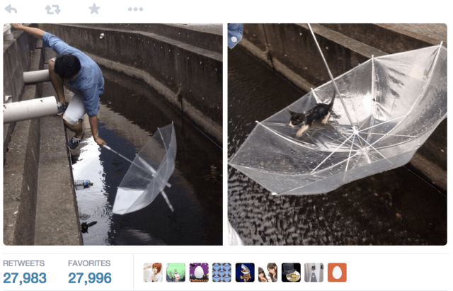 Young man’s clever use of an umbrella saves injured kitten