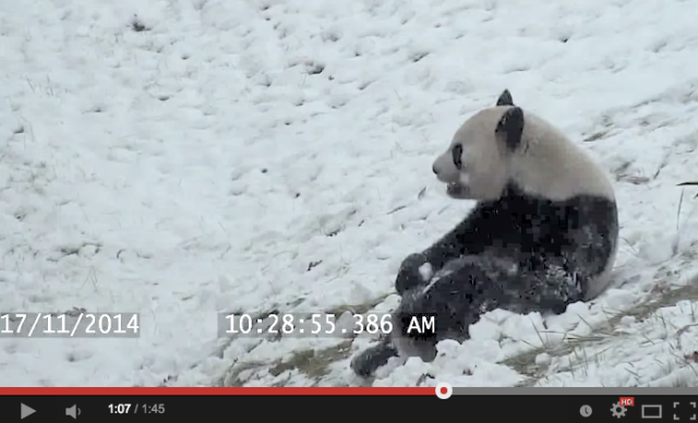 Cats, dogs, pandas & more! An irresistible collection of photos and videos of animals in the snow