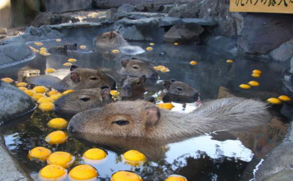 Spring Capybara Capybara hot springs are back: Rodent-friendly onsen now available all ...