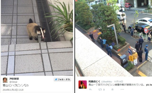 Police called in for civet disturbance in Tokyo
