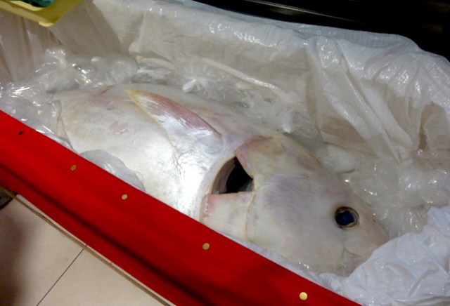 Rare ghost-white tuna caught off Bali — we go to see it on display in Shibuya!