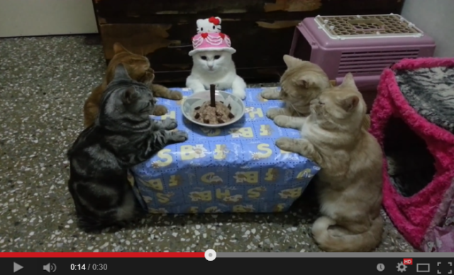 Group of cats in China gathers for séance, summoning, or maybe just some sinister cake 【Video】