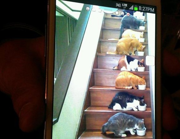 Can’t cope with the feeding frenzy at meal times? Why not stack your cats!