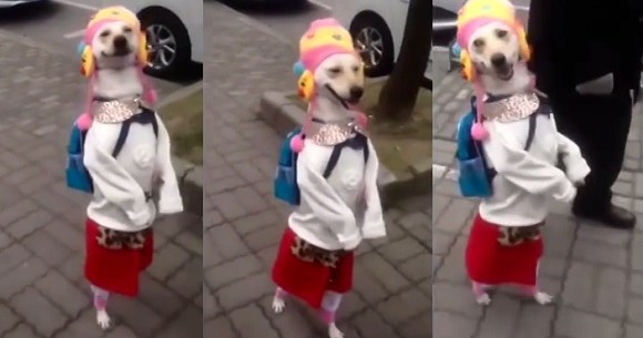 Stylish dogs rule the catwalks of Shanghai's streets
