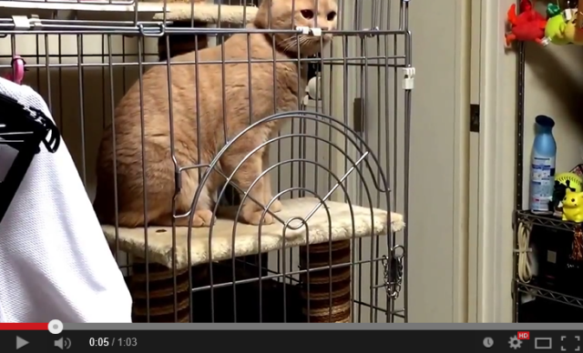Video of crafty cat’s escape from behind bars shows no simple cage can hold him
